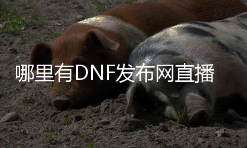 哪里有DNF发布网直播（DNF发布网直播平台哪个火）